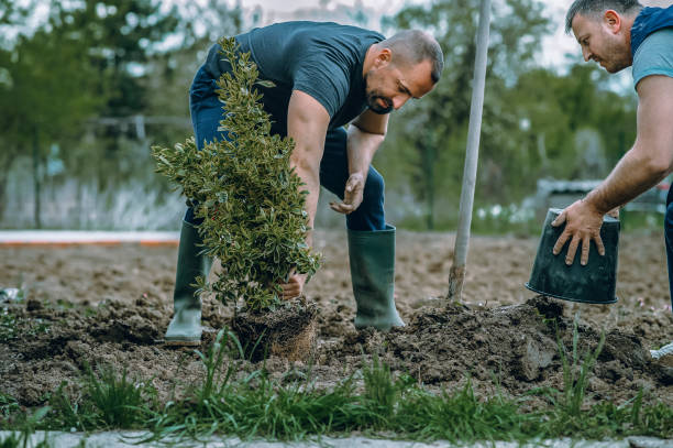 Best Local Tree Services  in Haymarket, VA